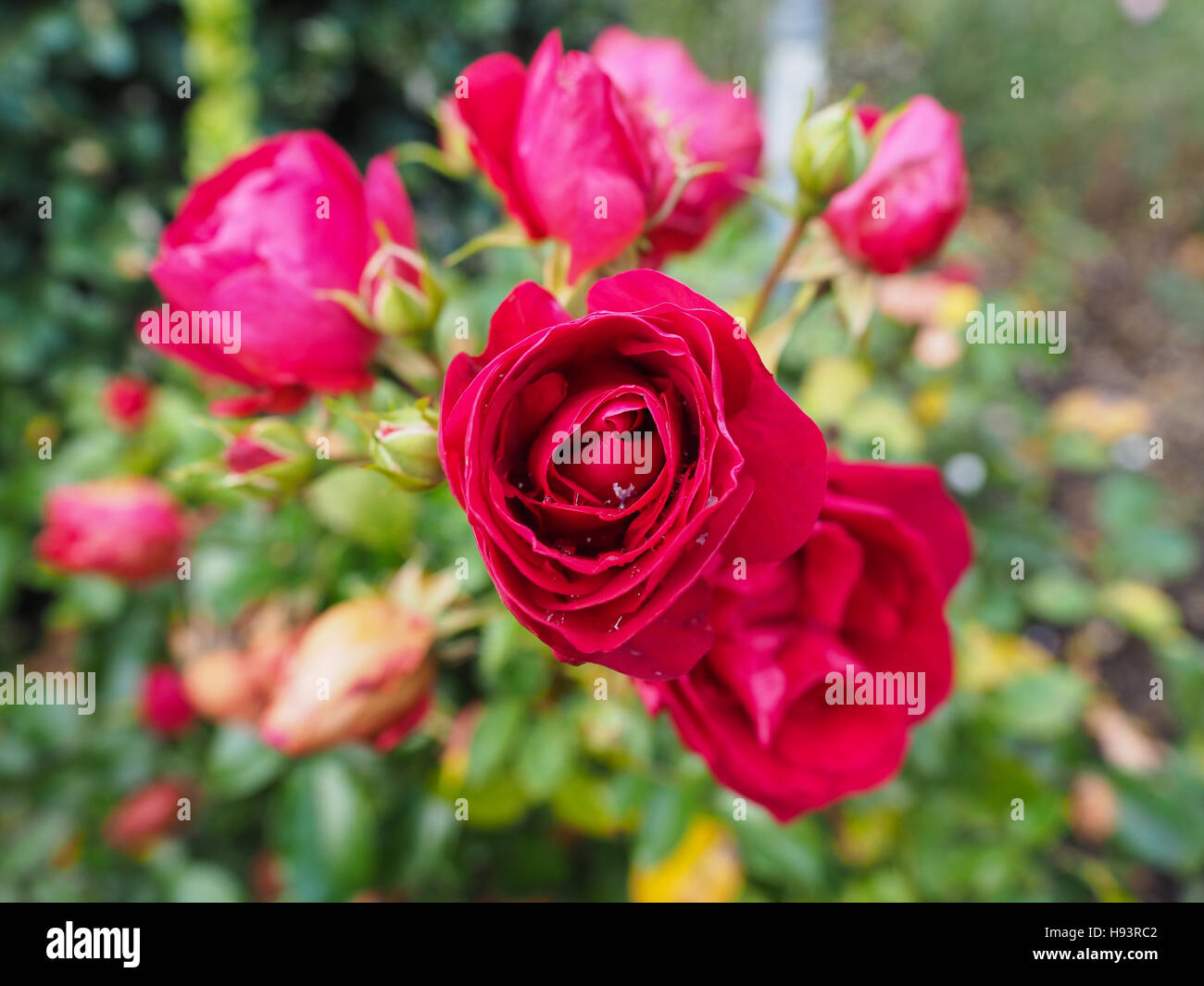 Roses at the Portland Rose Garden Stock Photo - Alamy