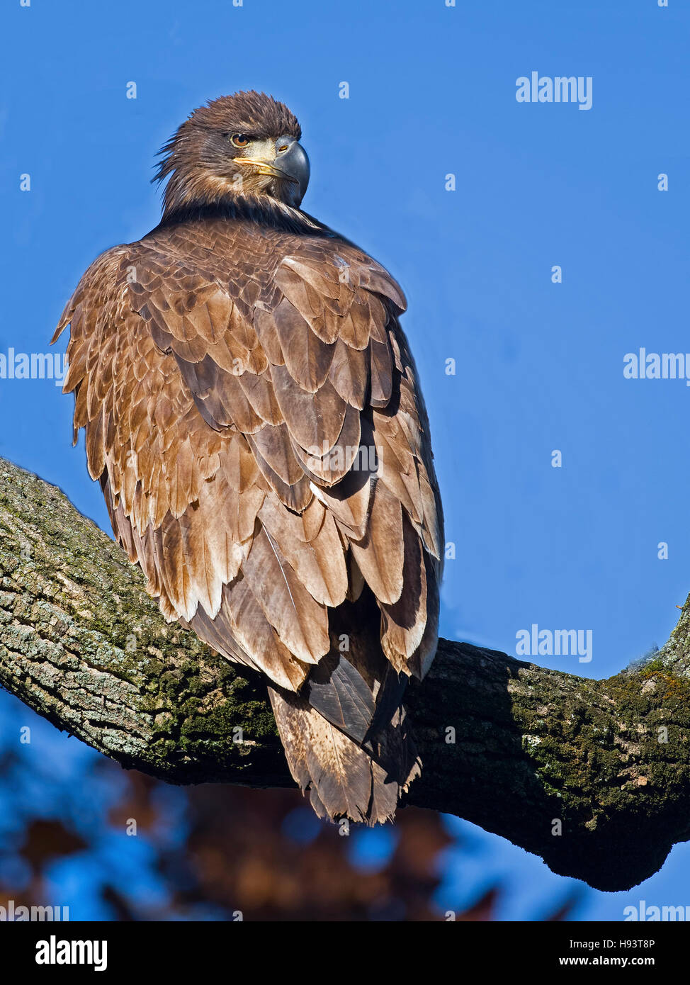 Juvenile Bald Eagle Stock Photo