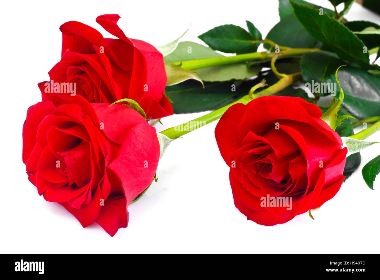 Beautiful Red Roses Flower Isolated on White Stock Photo - Alamy