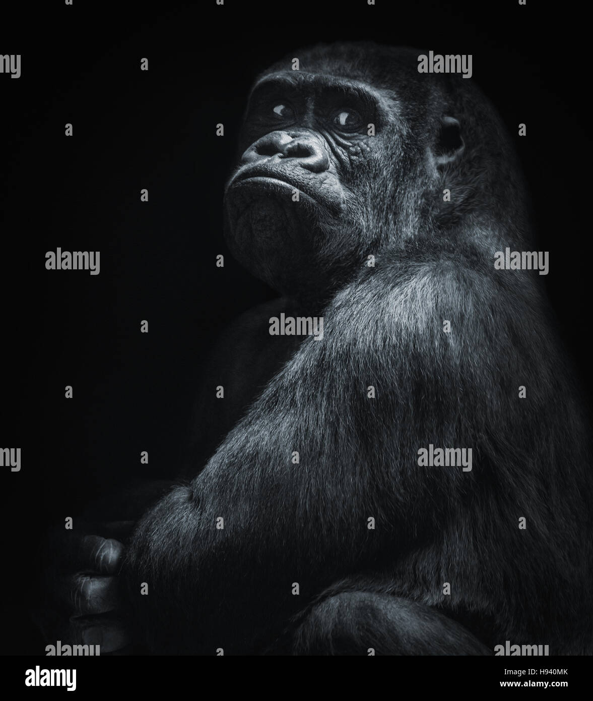 A big and nosy gorilla in black and white Stock Photo