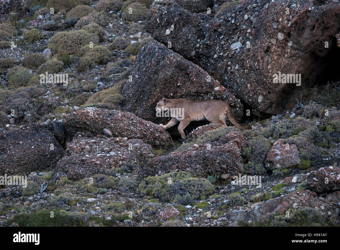 A Puma walks through the rocks of Torres del Paine National Park Stock Photo