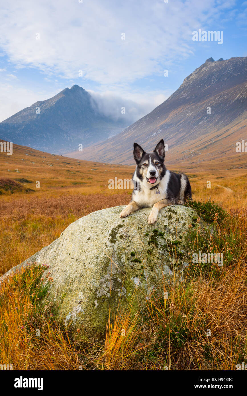 Board Collie dog sat on a rock, Glen Sannox, Isle of Arran, North Ayrshire, Scotland Stock Photo