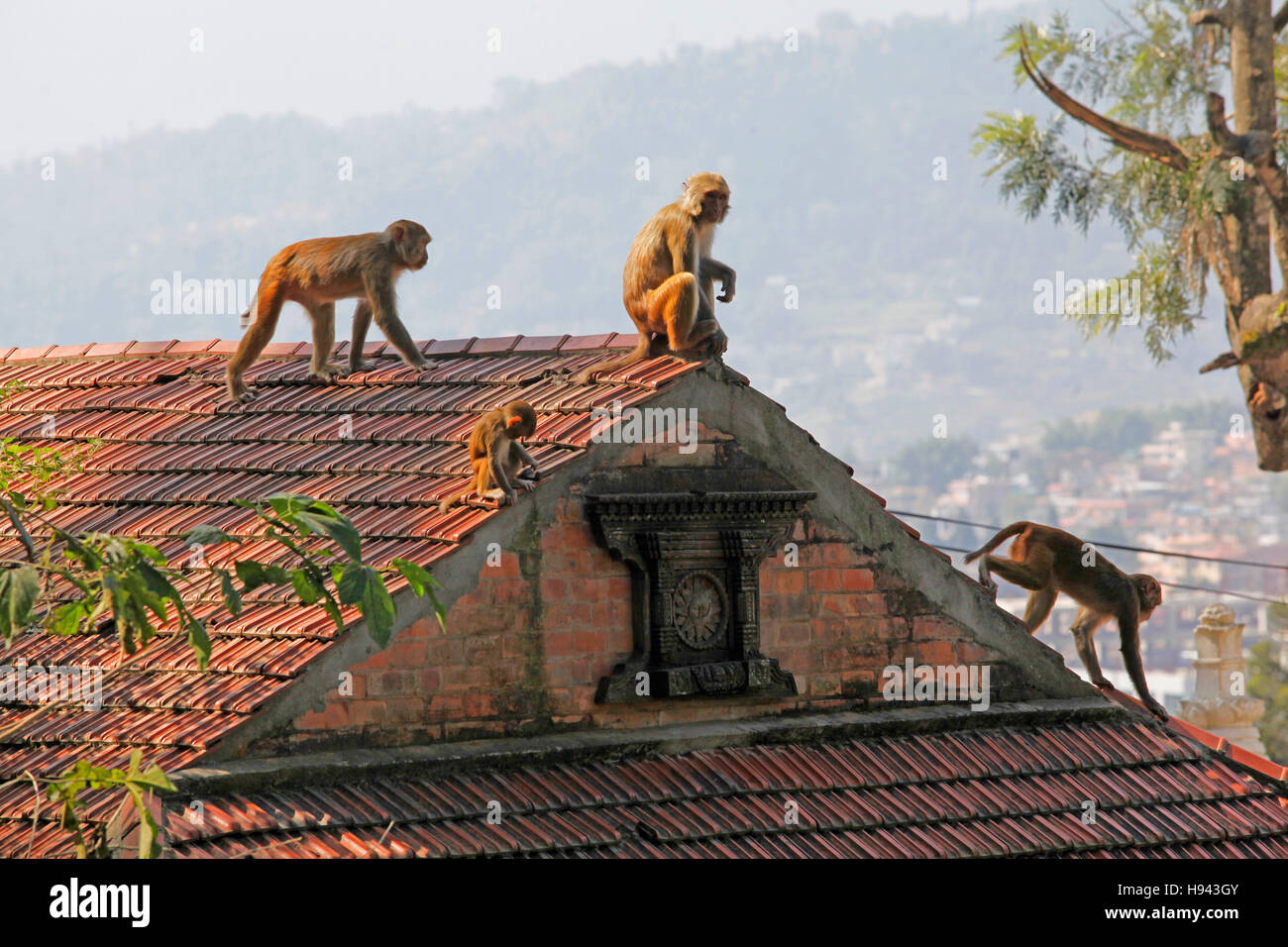 A group of monkeys on a roof of a house in Kathmandu, Nepal. Stock Photo
