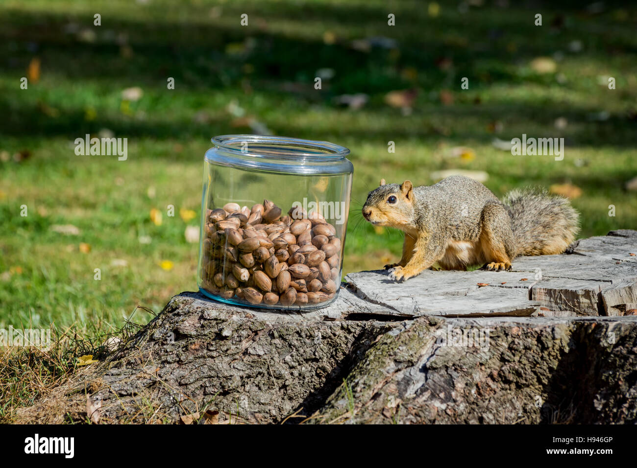 Eastern Fox Squirrel with a jar of nuts Stock Photo