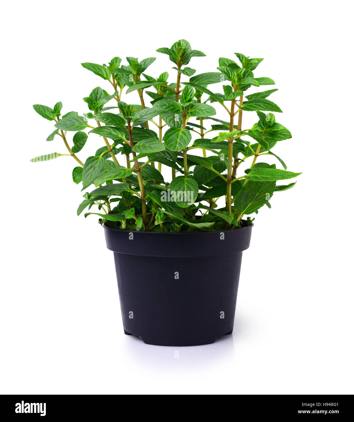 Fresh mint plant in a black pot isolated on white Stock Photo