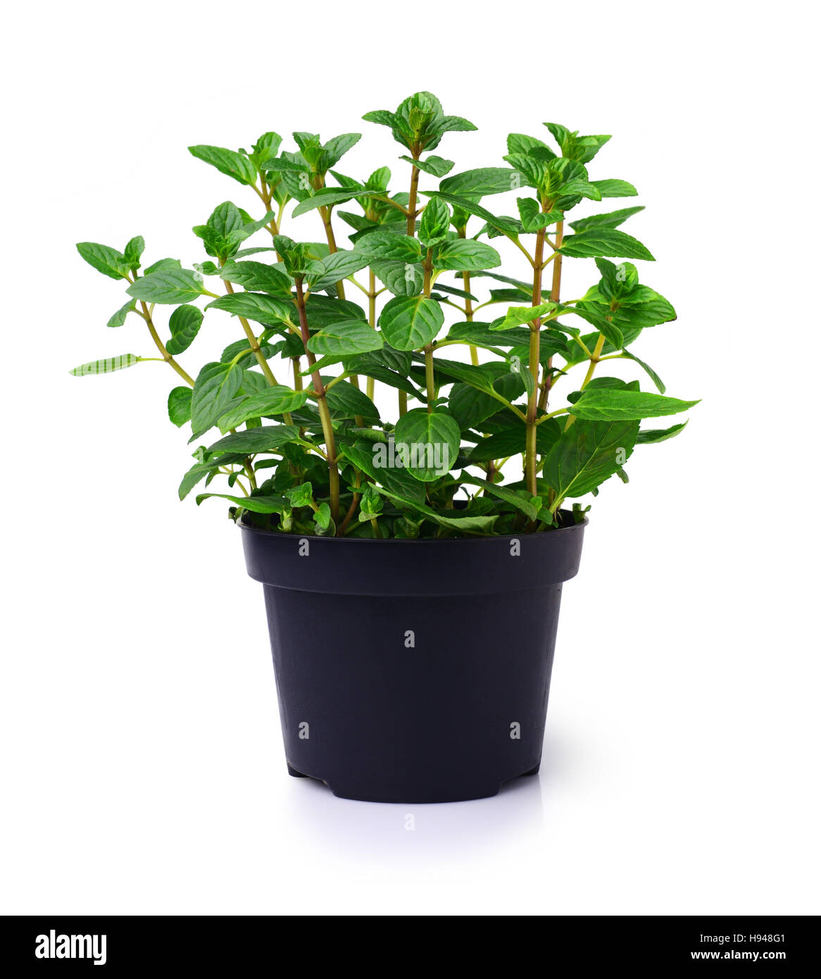 Fresh mint plant in a black pot isolated on white Stock Photo - Alamy