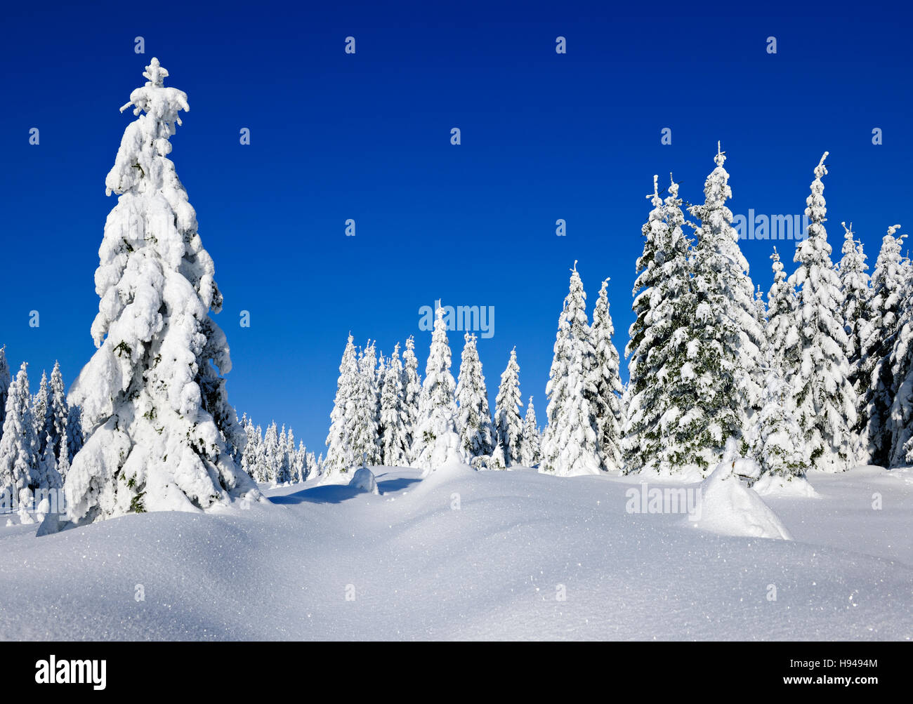 Snowy winter landscape in Harz National Park, snow-covered spruces, Saxony-Anhalt, Germany Stock Photo