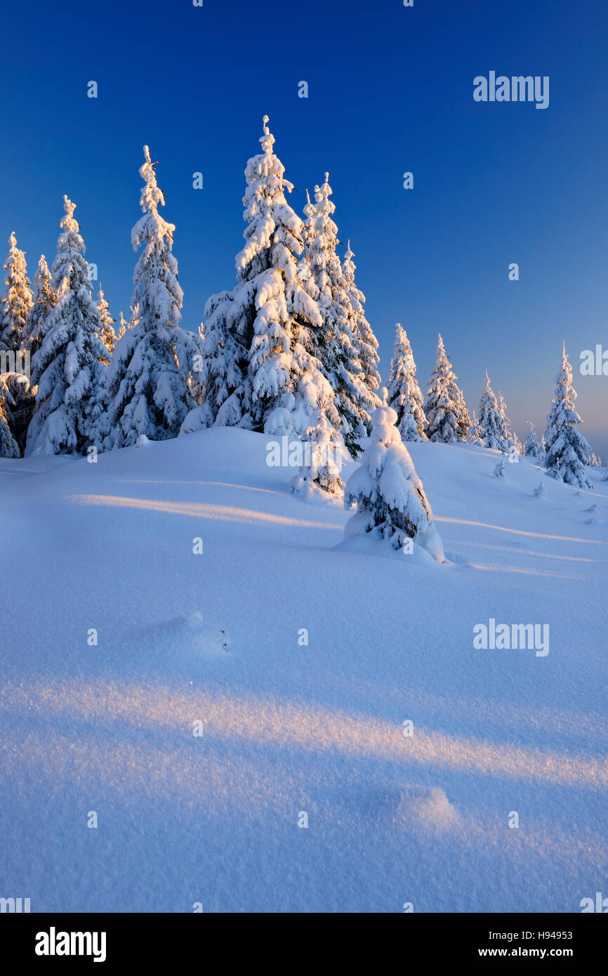 Snowy winter landscape in Harz National Park, snow-covered spruces in evening light, Saxony-Anhalt, Germany Stock Photo