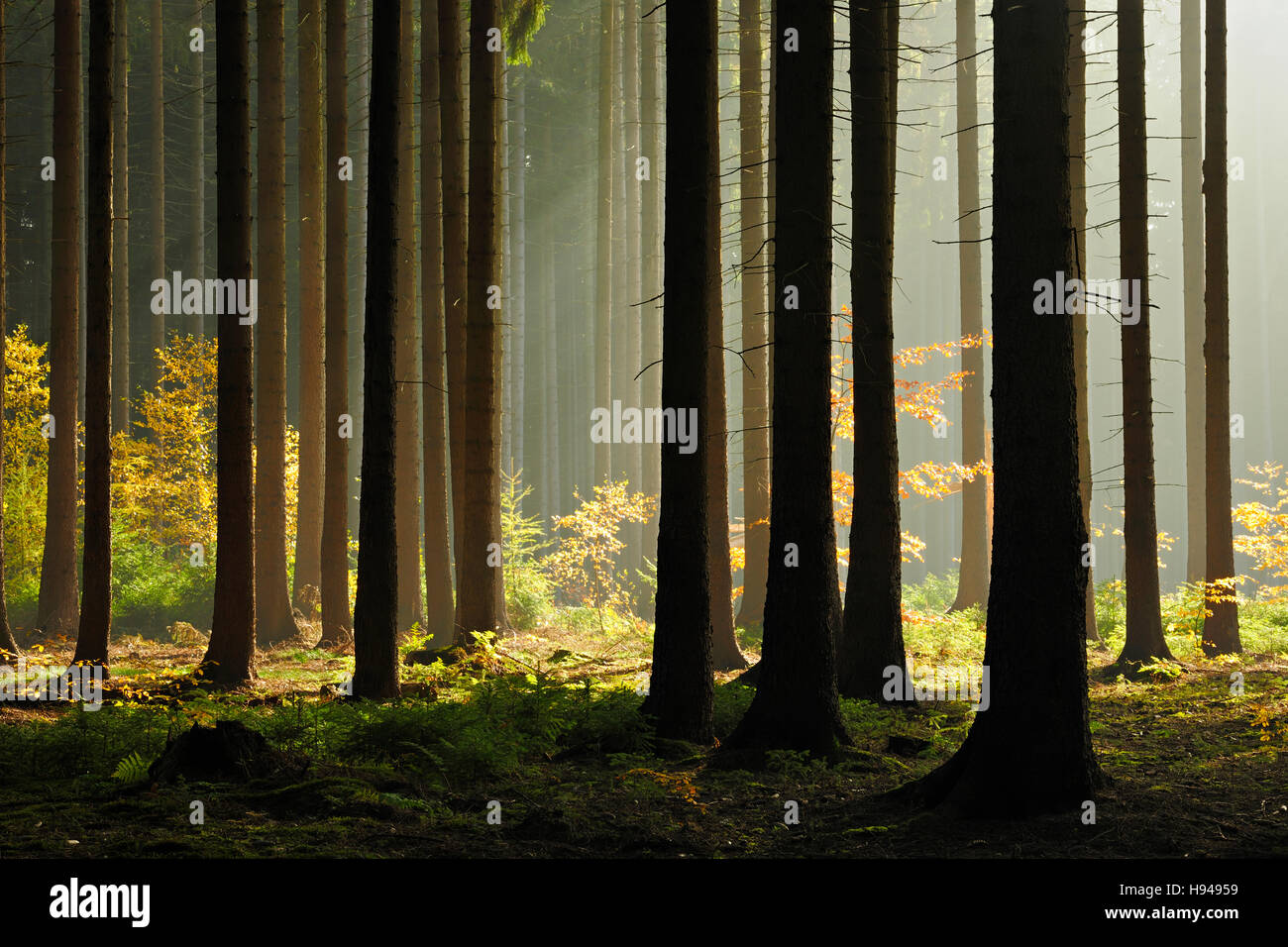 Spruce forest in autumn, backlight, rays of sunshine, fog, Mansfeld-Südharz, Saxony-Anhalt, Germany Stock Photo