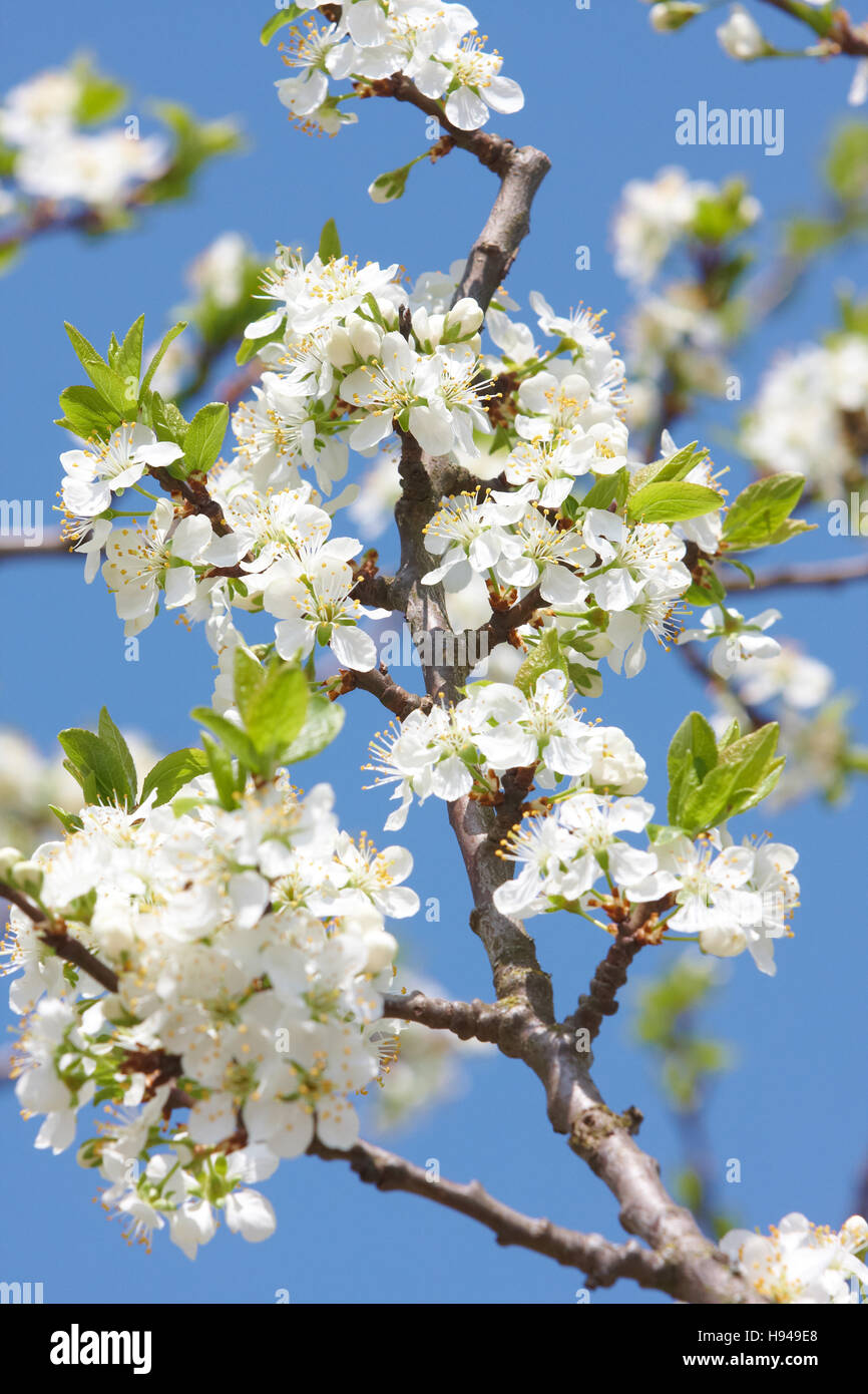 Greengage (Prunus domestica), in bloom Stock Photo