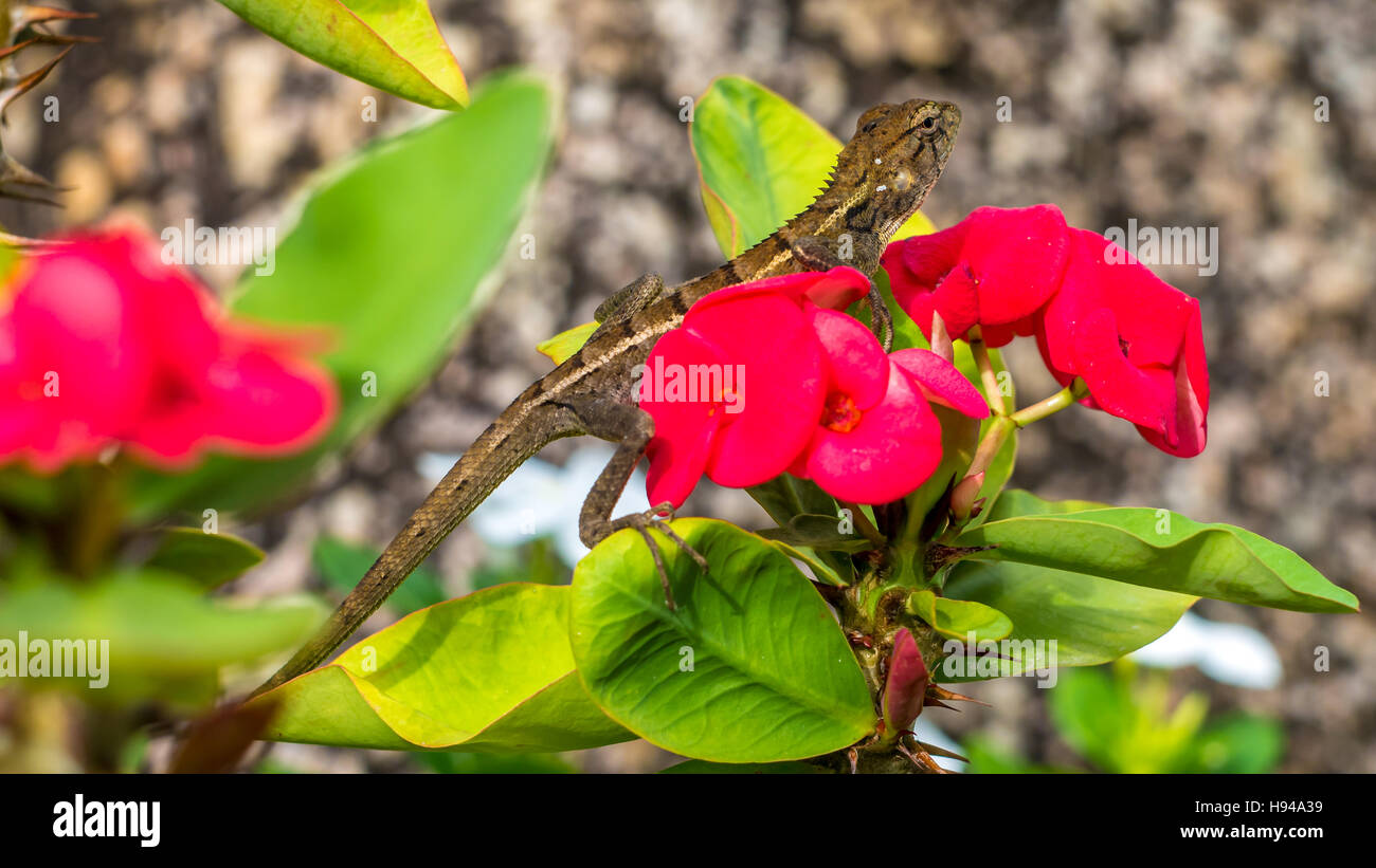Oriental garden lizard on Red Euphorbia Beautiful Flower in Thailand ...