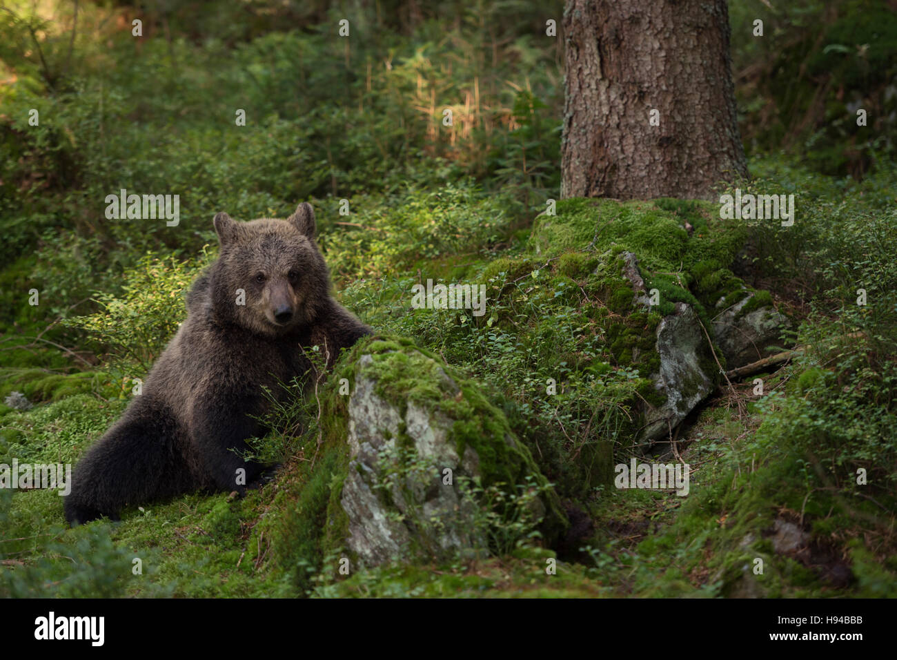 European Brown Bear / Braunbaer ( Ursus arctos ), young animal, playful cub, sitting in the undergrowth of a forest, cute. Stock Photo