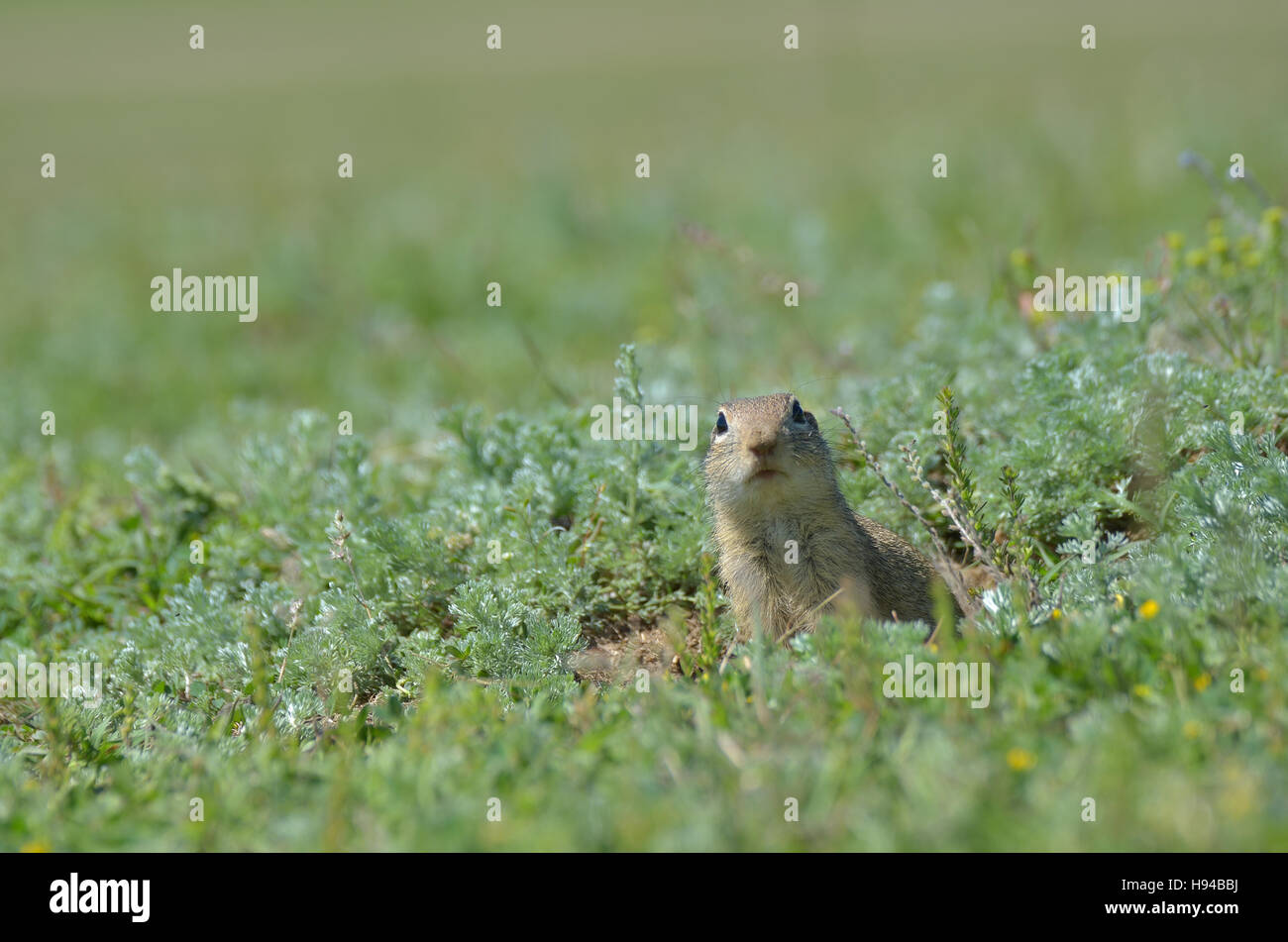 Cute European ground squirrel, gopher (Spermophilus citellus, Ziesel ...