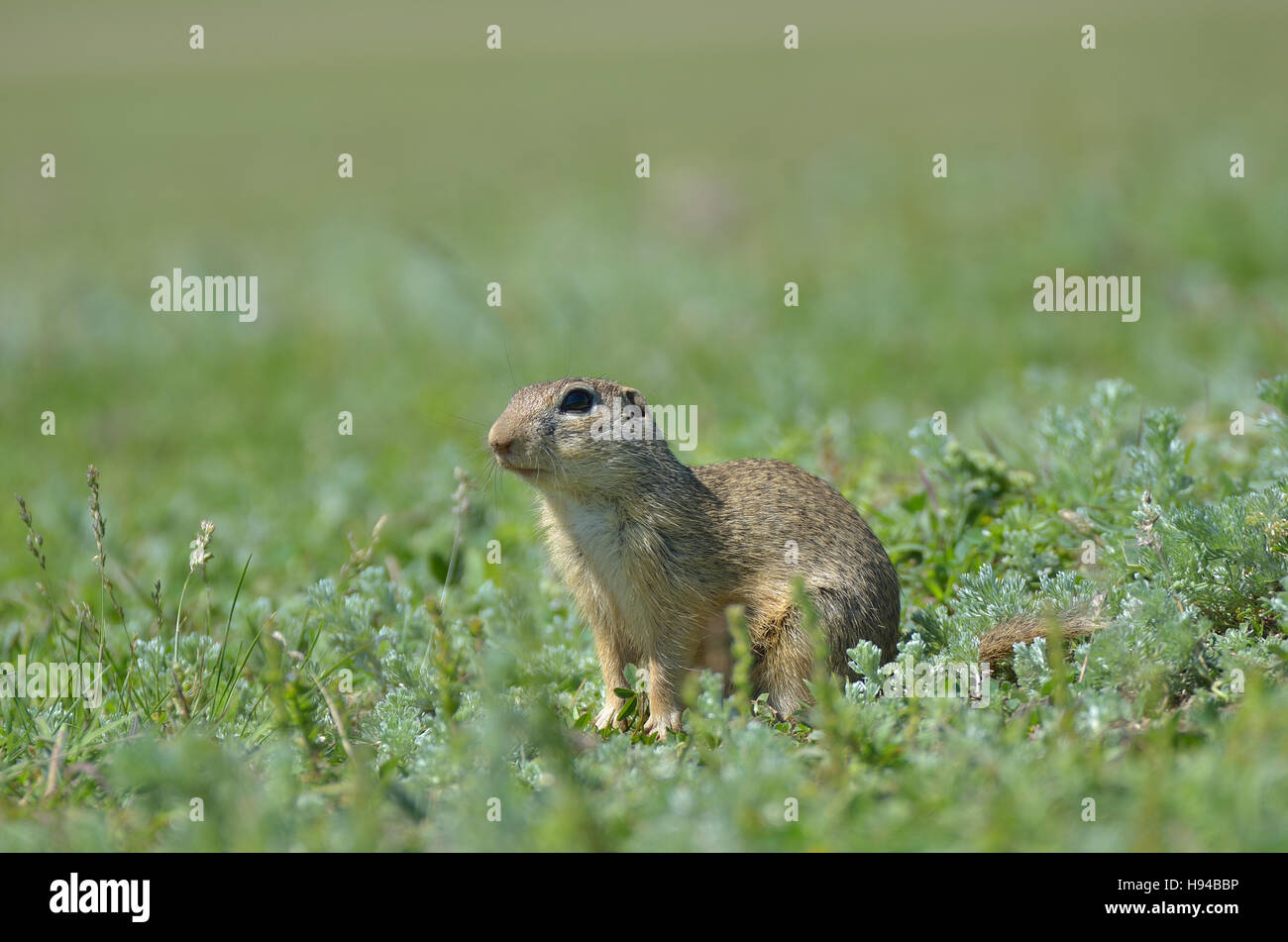 Cute European ground squirrel, gopher (Spermophilus citellus, Ziesel ...