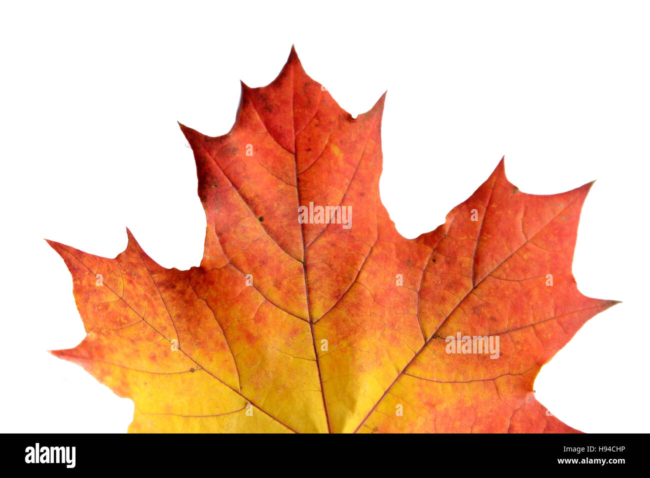 Maple leaf detail in a white background Stock Photo