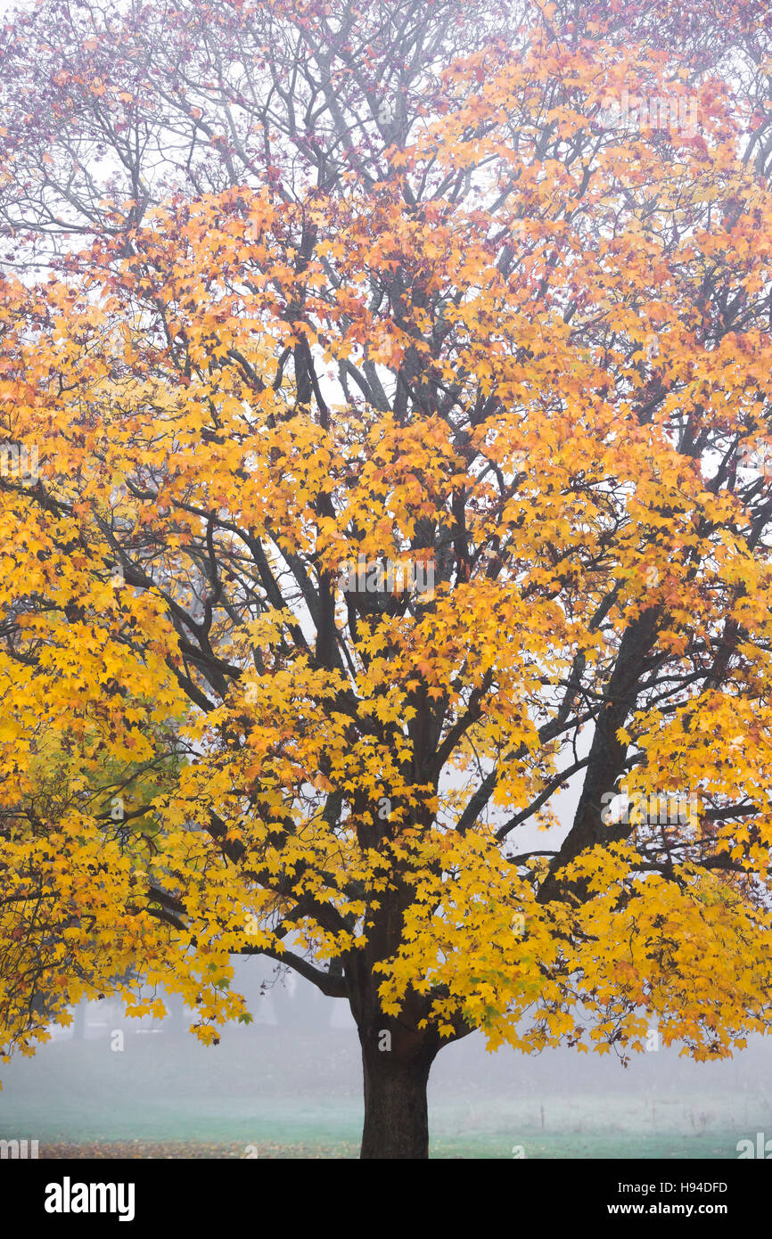 A tree covered in yellow and gold coloured autumn leaves in the early ...