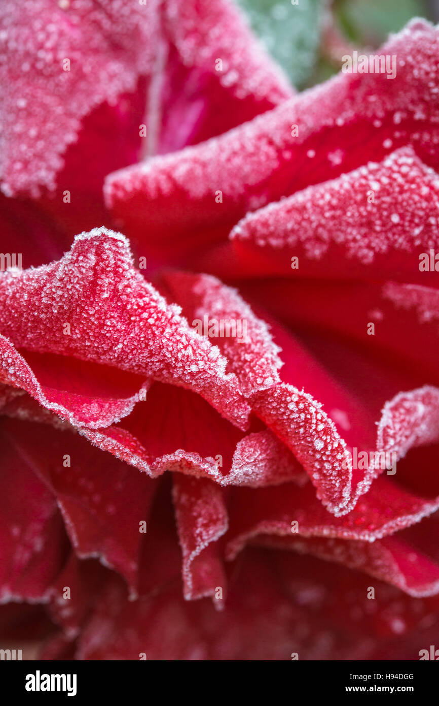 Deep blue rose hi-res stock photography and images - Alamy