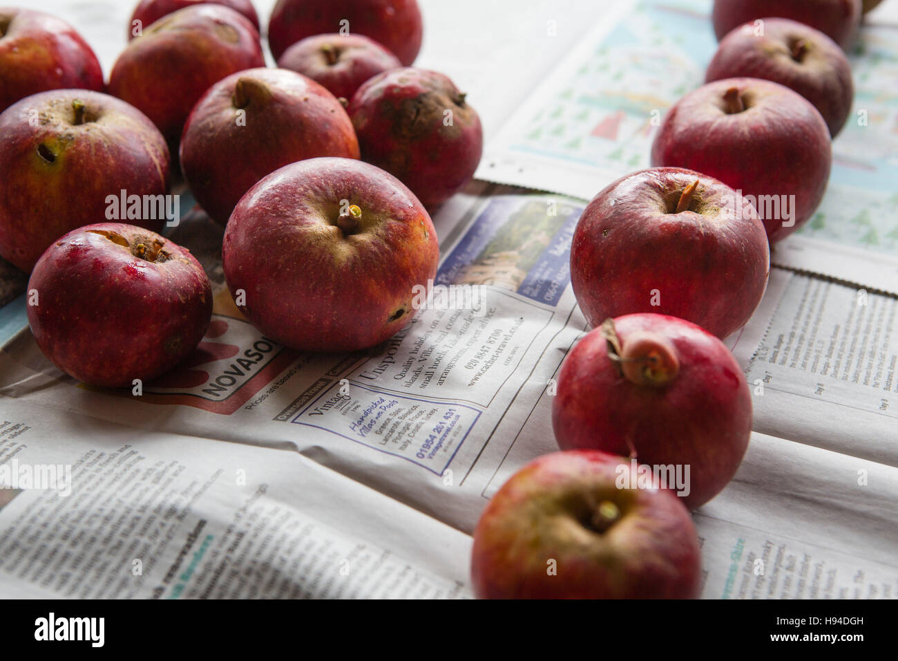 A crop or harvest of ripe apples on a kitchen table drying on newspaper ...