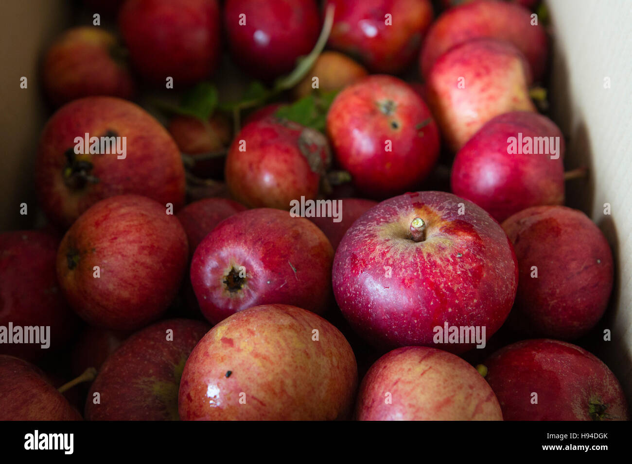 A crop or harvest of ripe apples on a kitchen table drying on newspaper ...