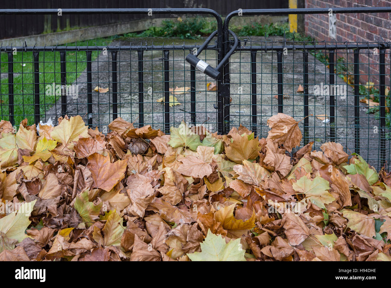 Dead autumn leaves piled up against an iron railing fence and gate, locked with a D lock. Stock Photo