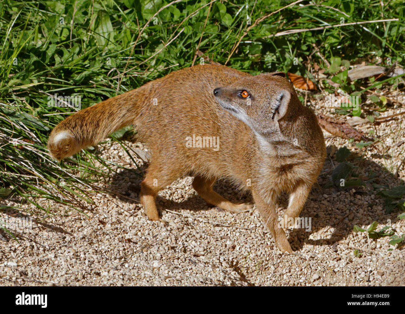 Yellow Mongoose (cynictus penicillata) Stock Photo