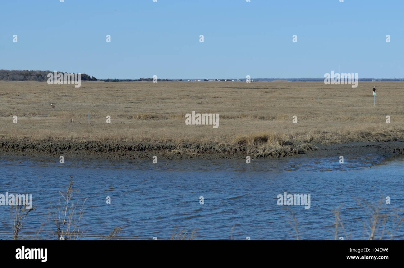 Edwin B. Forsythe National Wildlife Refuge Atlantic City New Jersey USA ...