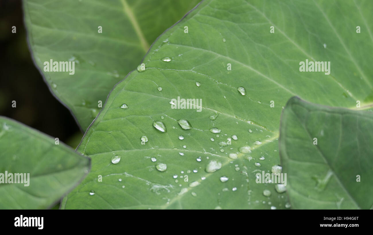 rain drop on green leaf, nature background Stock Photo