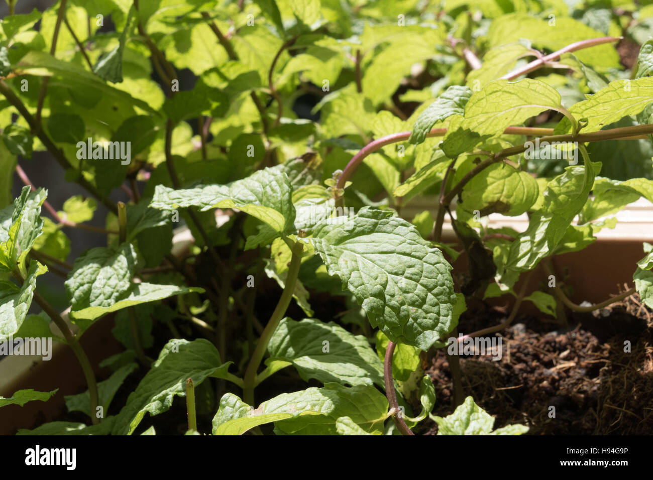 mint plant growing in flowerbed Stock Photo Alamy