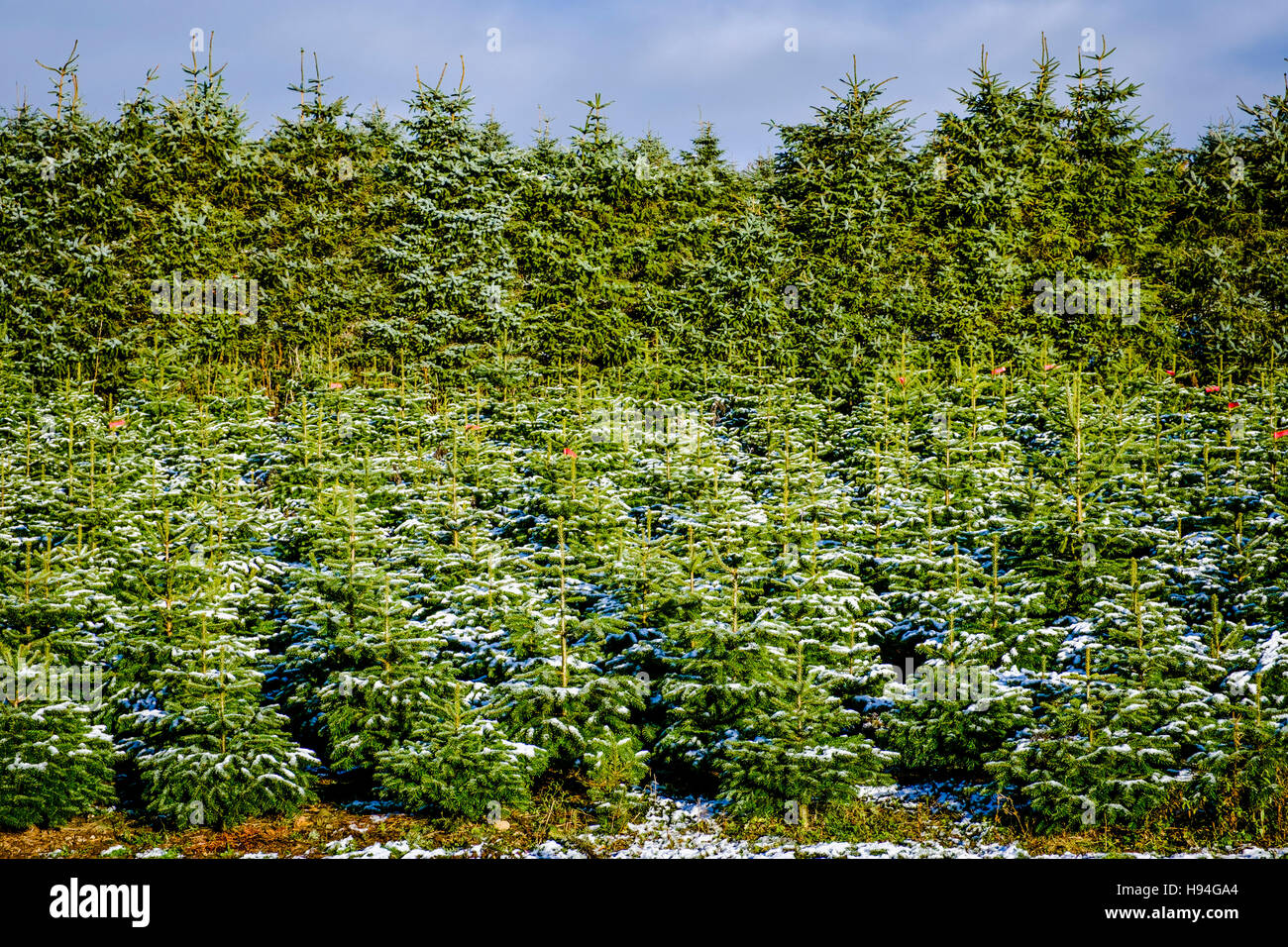 Christmas tree farm in south hires stock photography and images Alamy