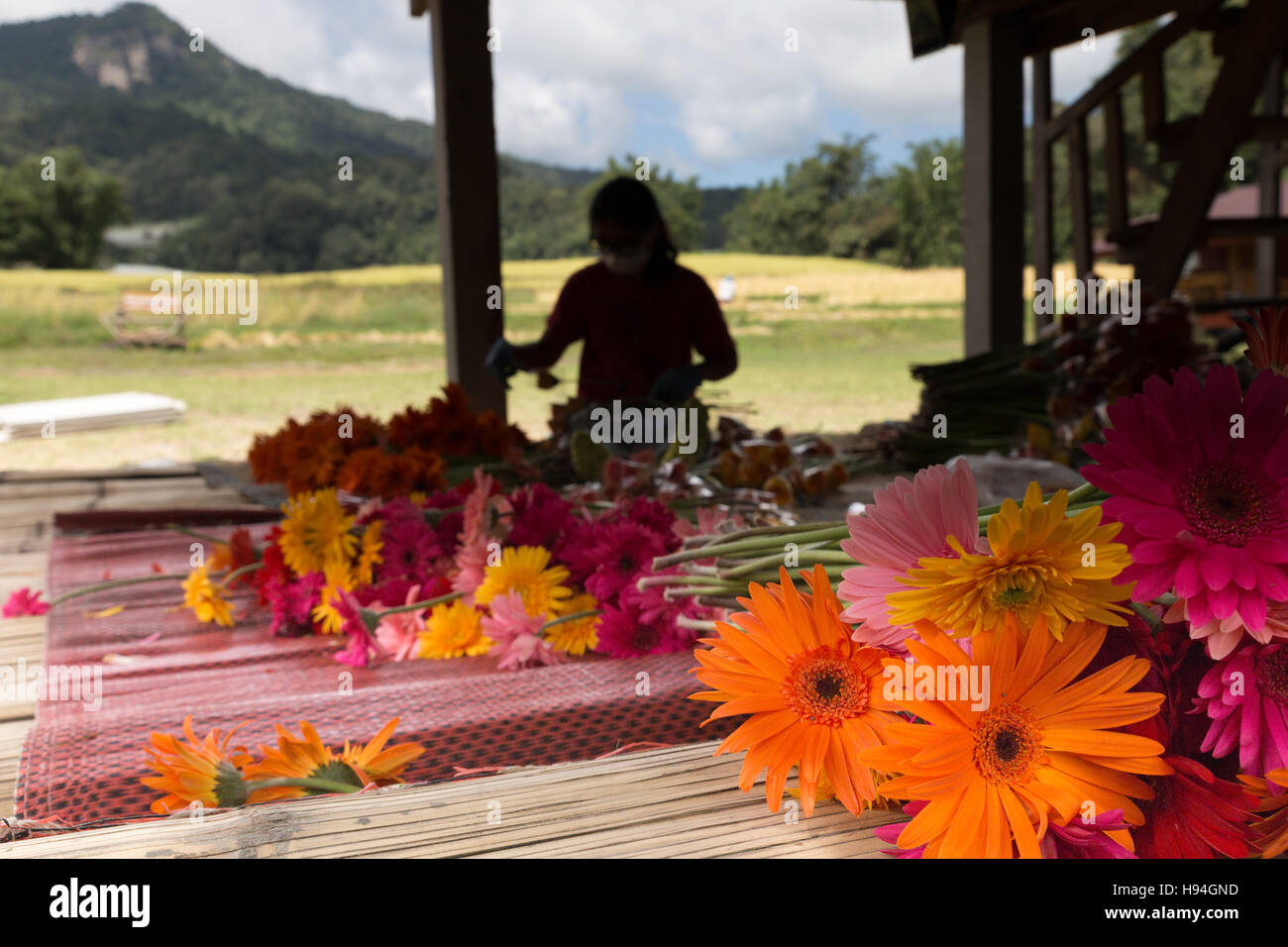 Chiang Mai, Thailand - November 4, 2016: woman arranging and tendering flowers for sale in Baan Mae Klang Luang in Chiang Mai, Thailand on November 4, Stock Photo
