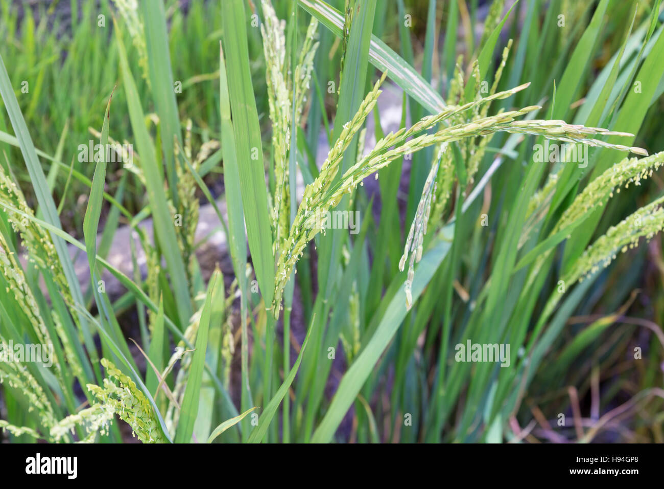 green terraced rice paddy field, rice plantation Stock Photo