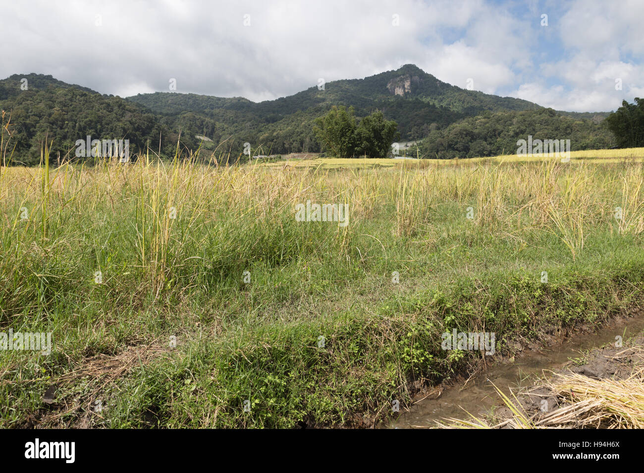 yellow rice paddy field with mountain view in rural thailand Stock Photo