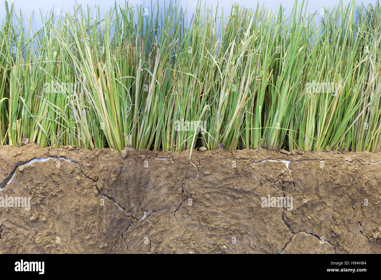 vetivar grass for preventing soil erosion from heavy rain fall Stock Photo