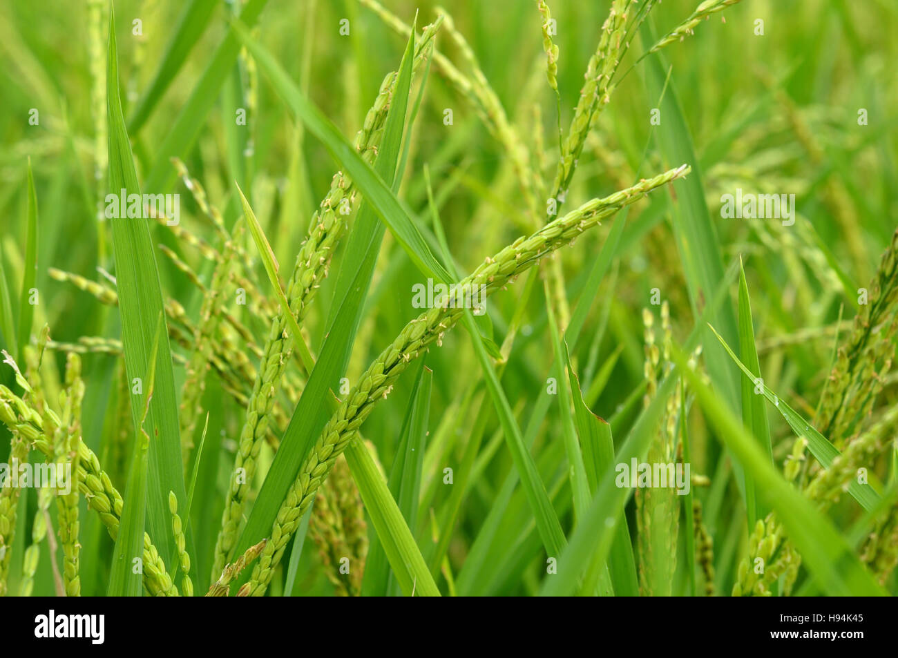 Close up of green paddy rice Stock Photo - Alamy
