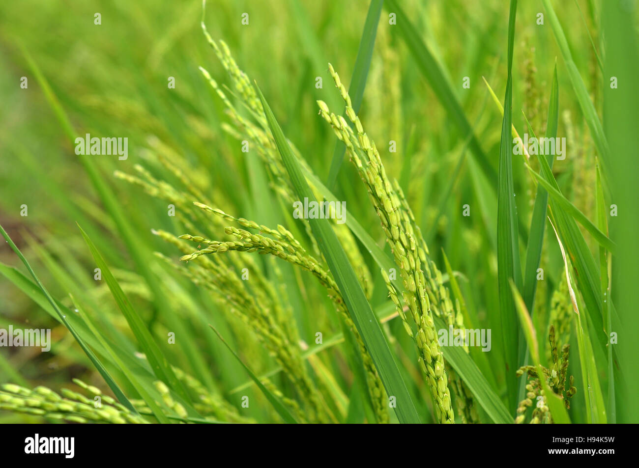 Close up of green paddy rice Stock Photo