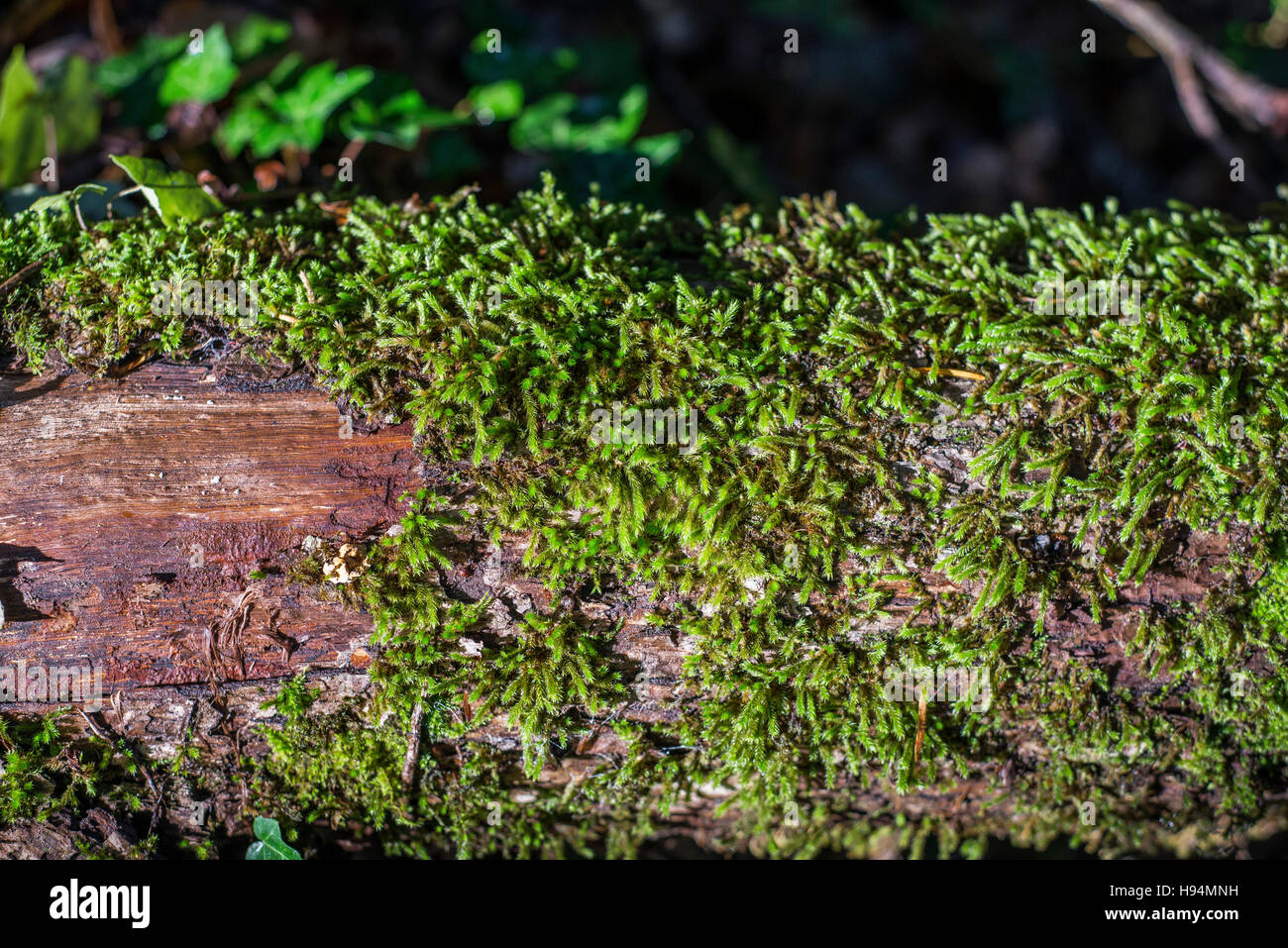 mousse sur tronc d'atbre  forêt domanial sainte Baume Var France 83 Stock Photo