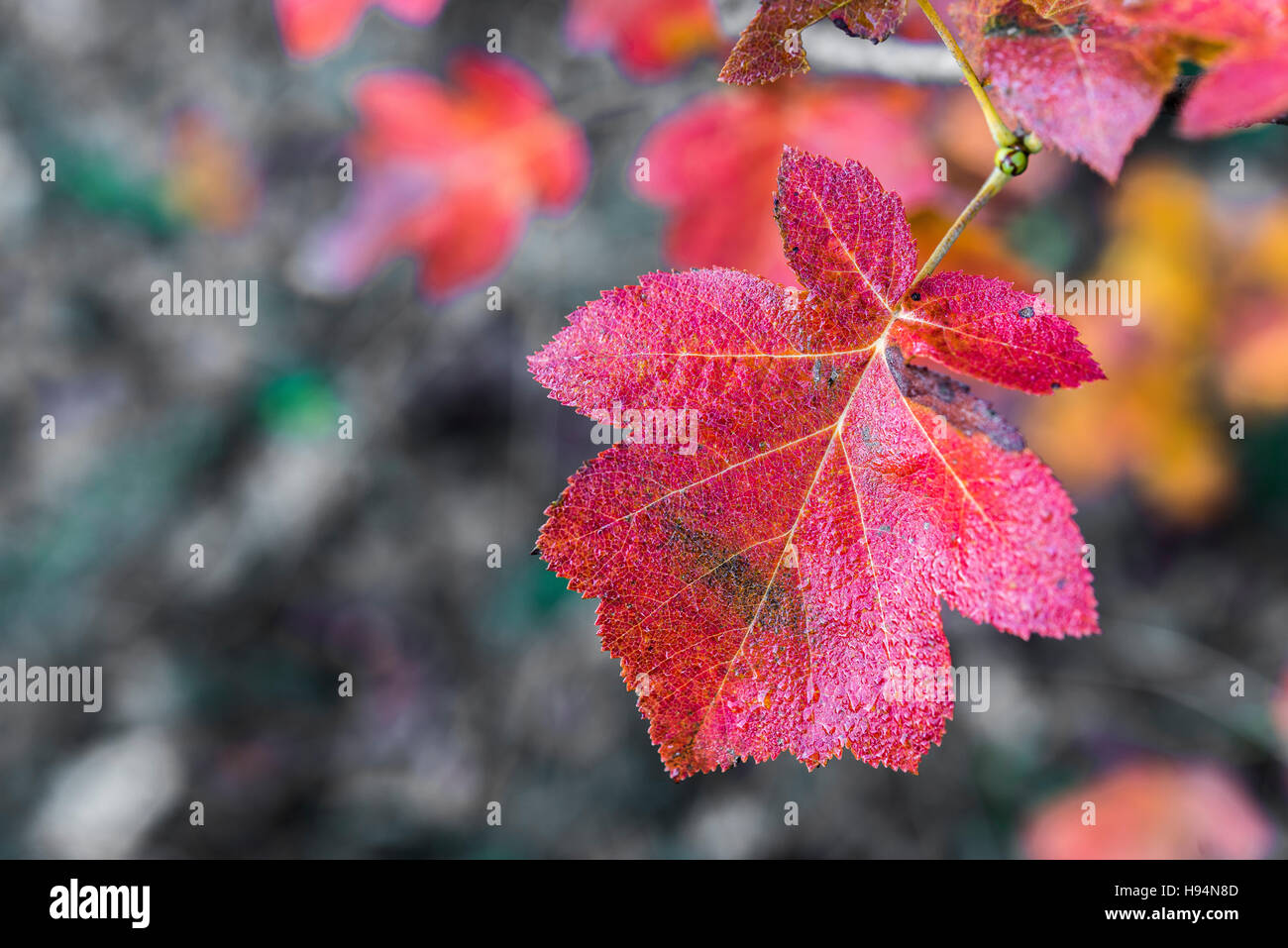 La Feuille High Resolution Stock Photography And Images Alamy