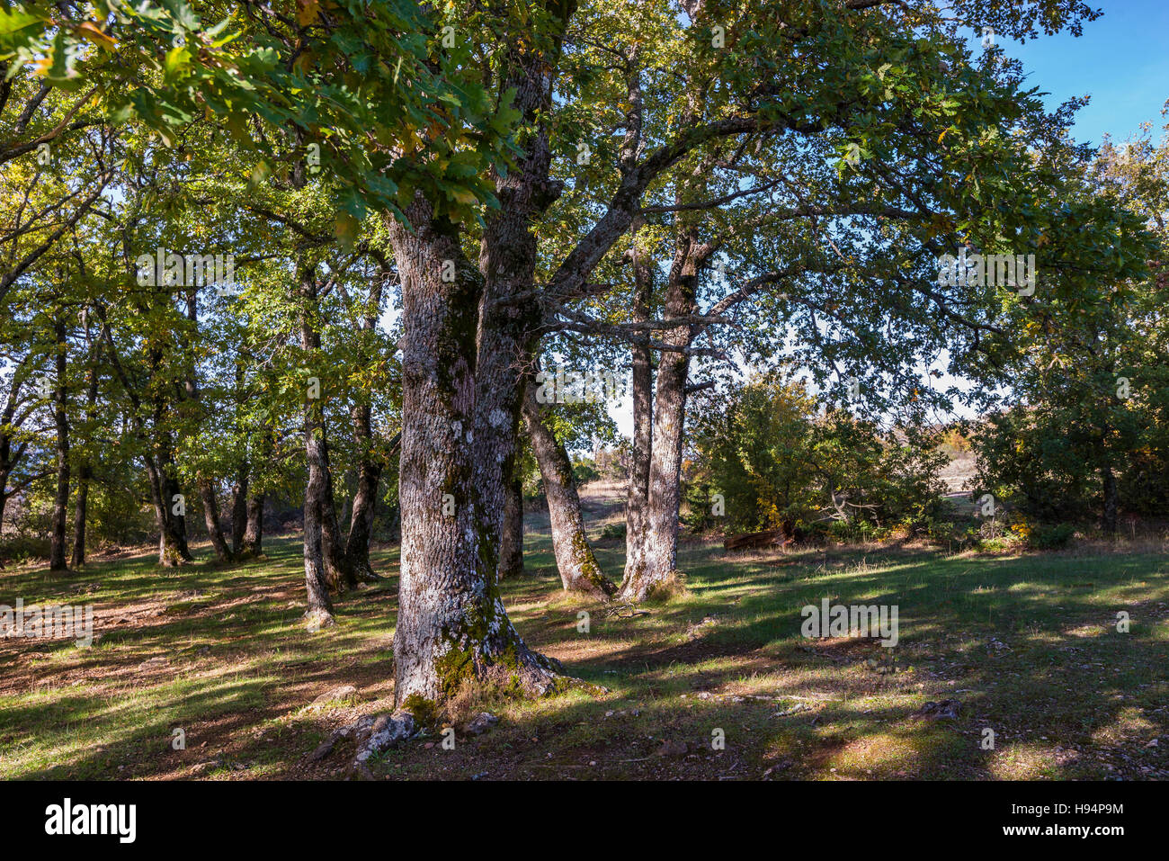 Forêt Domanial de la St Baume France 83 Stock Photo Alamy