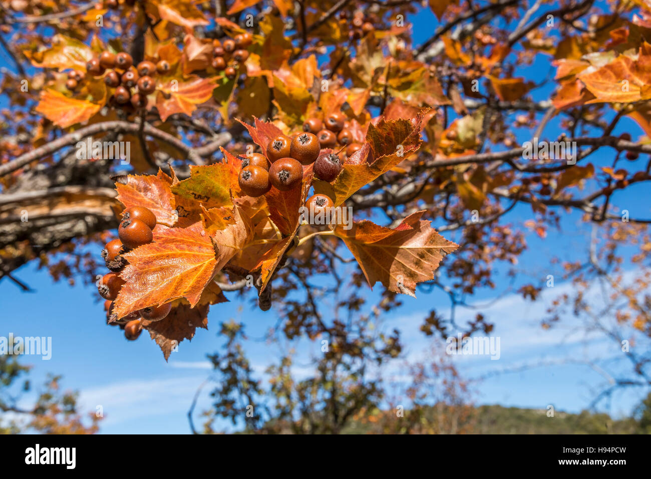 Sorbier torminal hi-res stock photography and images - Alamy