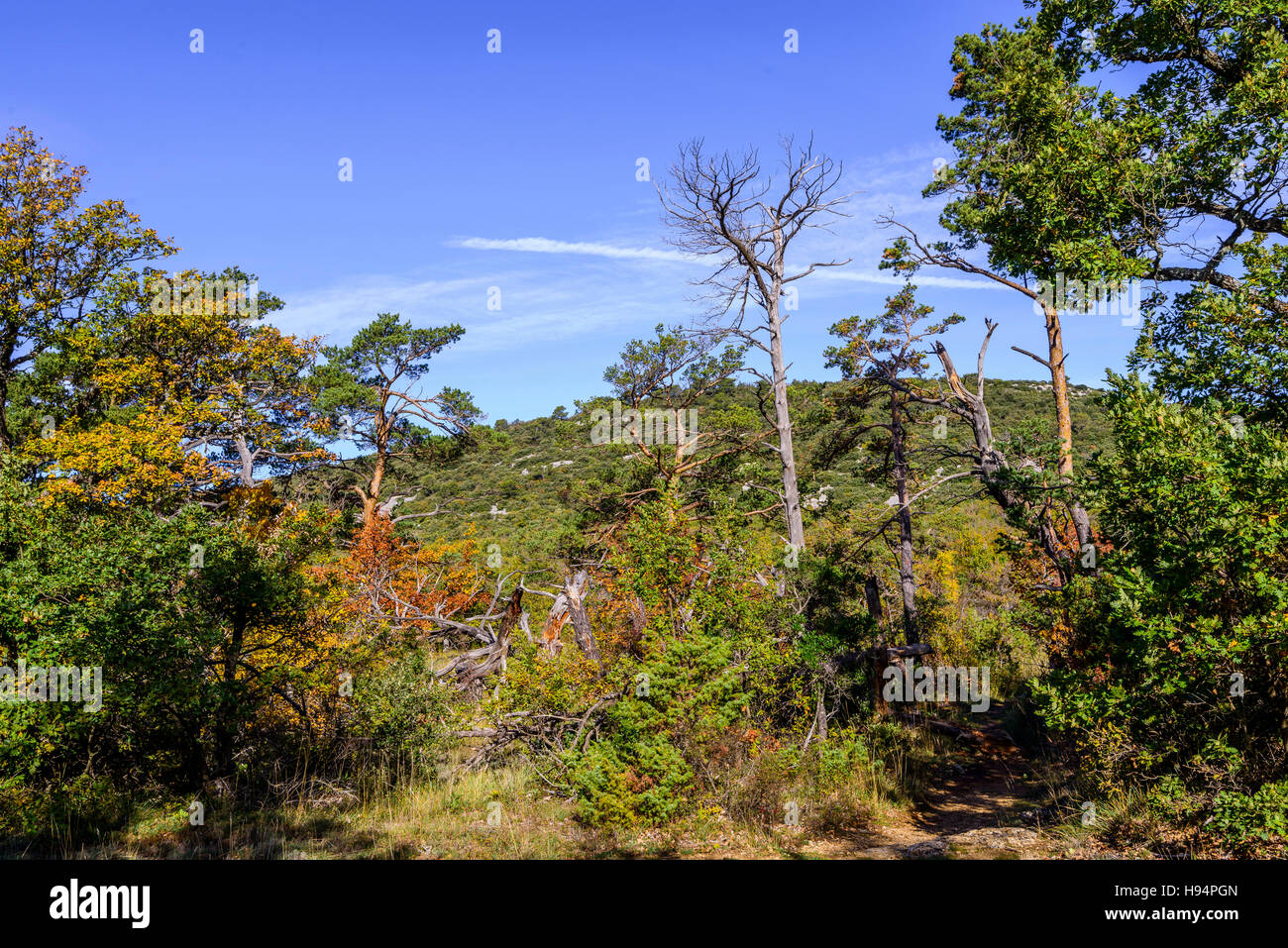 Forêt Domanial de la St Baume Var France 83 Stock Photo Alamy