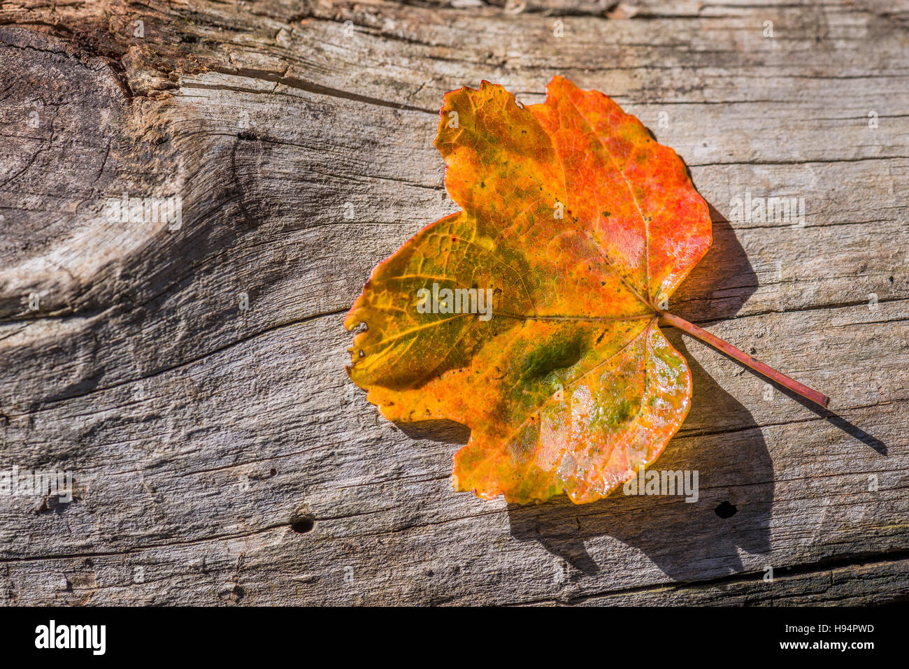 Feuille D Erable D Italie Sur Tronc D Arbre En Automne Stock Photo Alamy Feuille D Erable D Italie Sur Tronc D Arbre En Automne Stock Photo Alamy