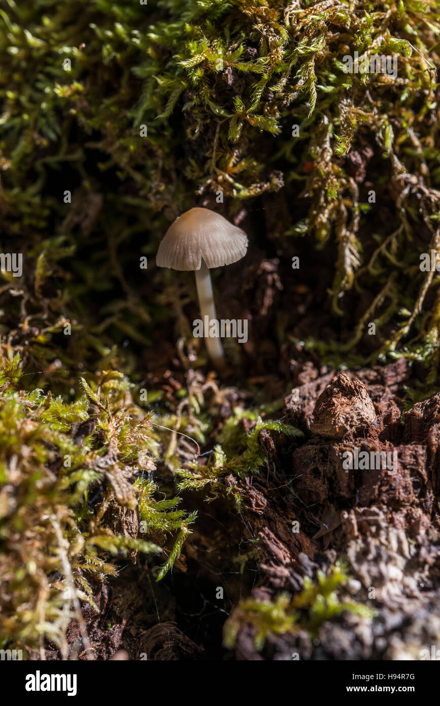 COPRIN Stock Photo Alamy