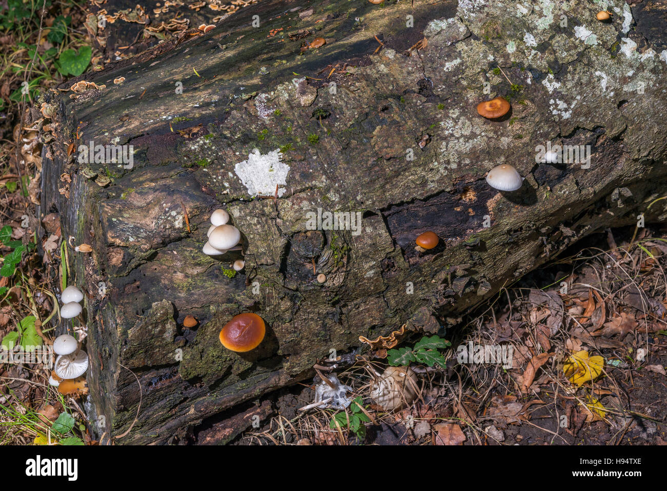 souche de bois et champignons Foret Domanial de la Sainte Baume Var