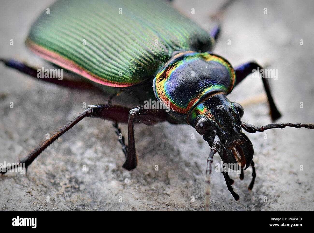 Close-up of the bright metallic coloration on a fiery searcher ground beetle at the Neosho National Fish Hatchery October 24, 2016 in Neosho, Missouri. Stock Photo