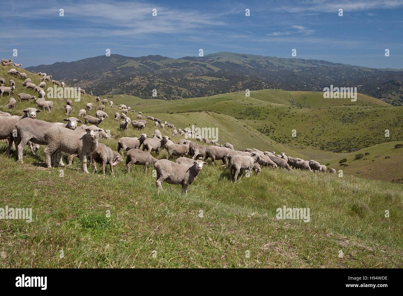 A herd of sheep graze on the rolling hills of the Fort Ord National Monument April 26, 2011 near Old Hilltown, Monterey County, California. Stock Photo