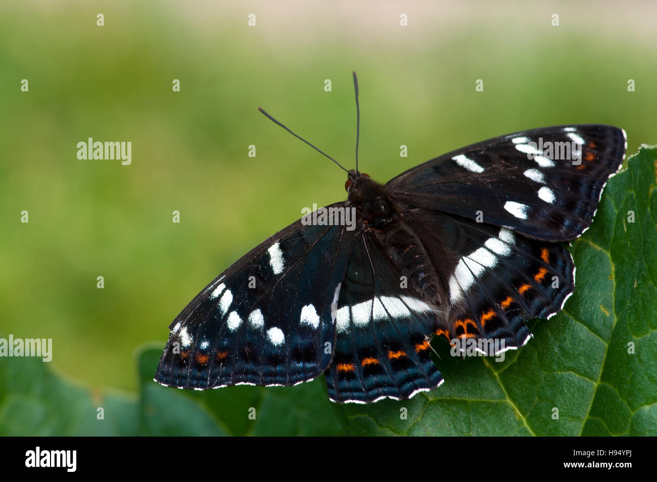 The large, seldom-seen Poplar Admiral, one of the biggest butterflies in Europe with a green defocused background Stock Photo