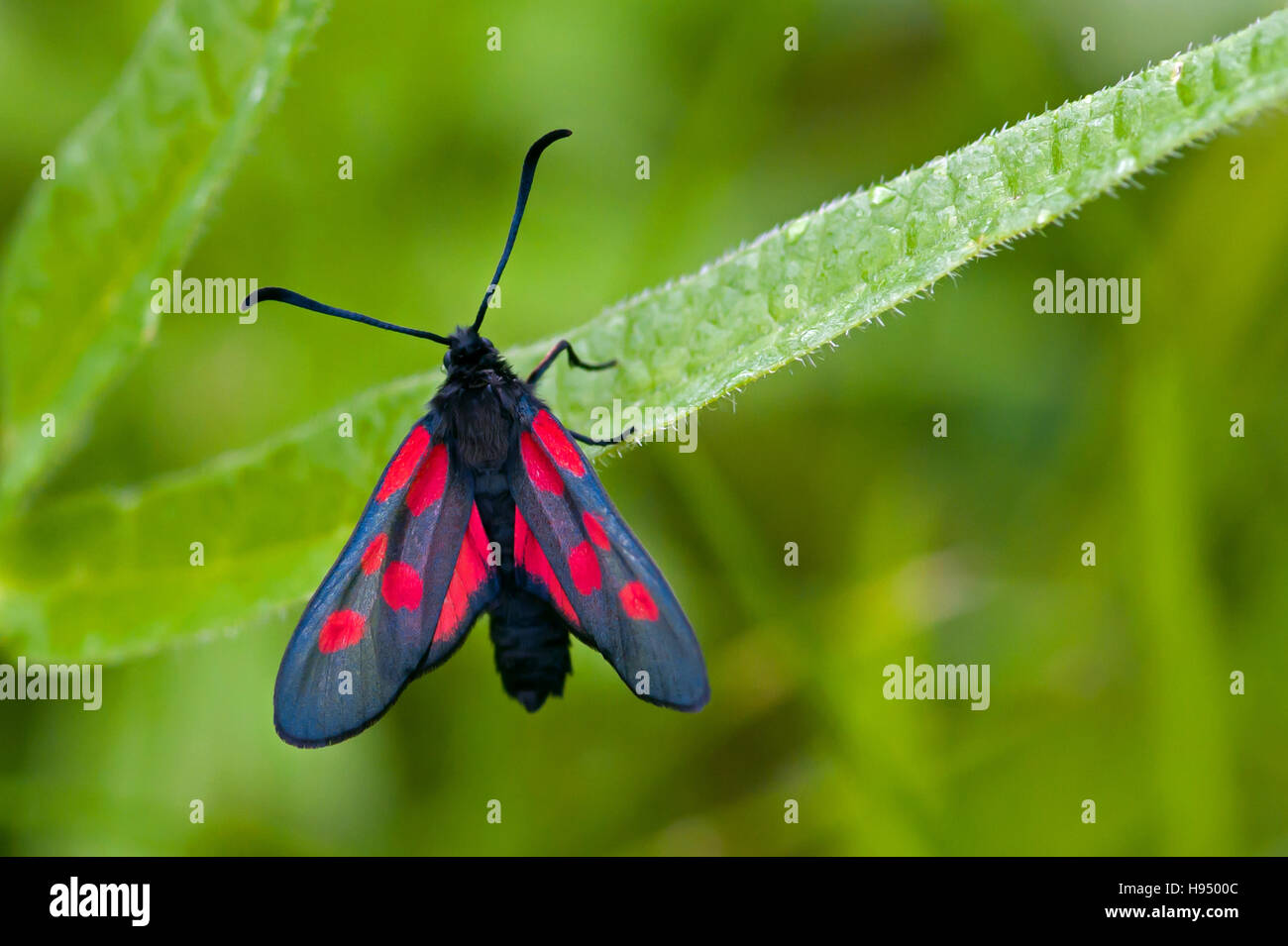 The Narrow-Bordered Five-Spot Burnet (Zygaena lonicerae), a moth and a butterfly, here found in  Uppland, Sweden Stock Photo