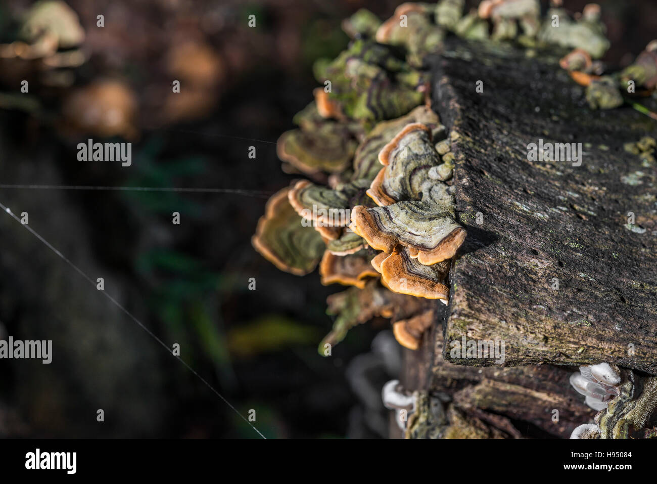 Polypore sur souche d'arbre en forêt en automne Stock Photo