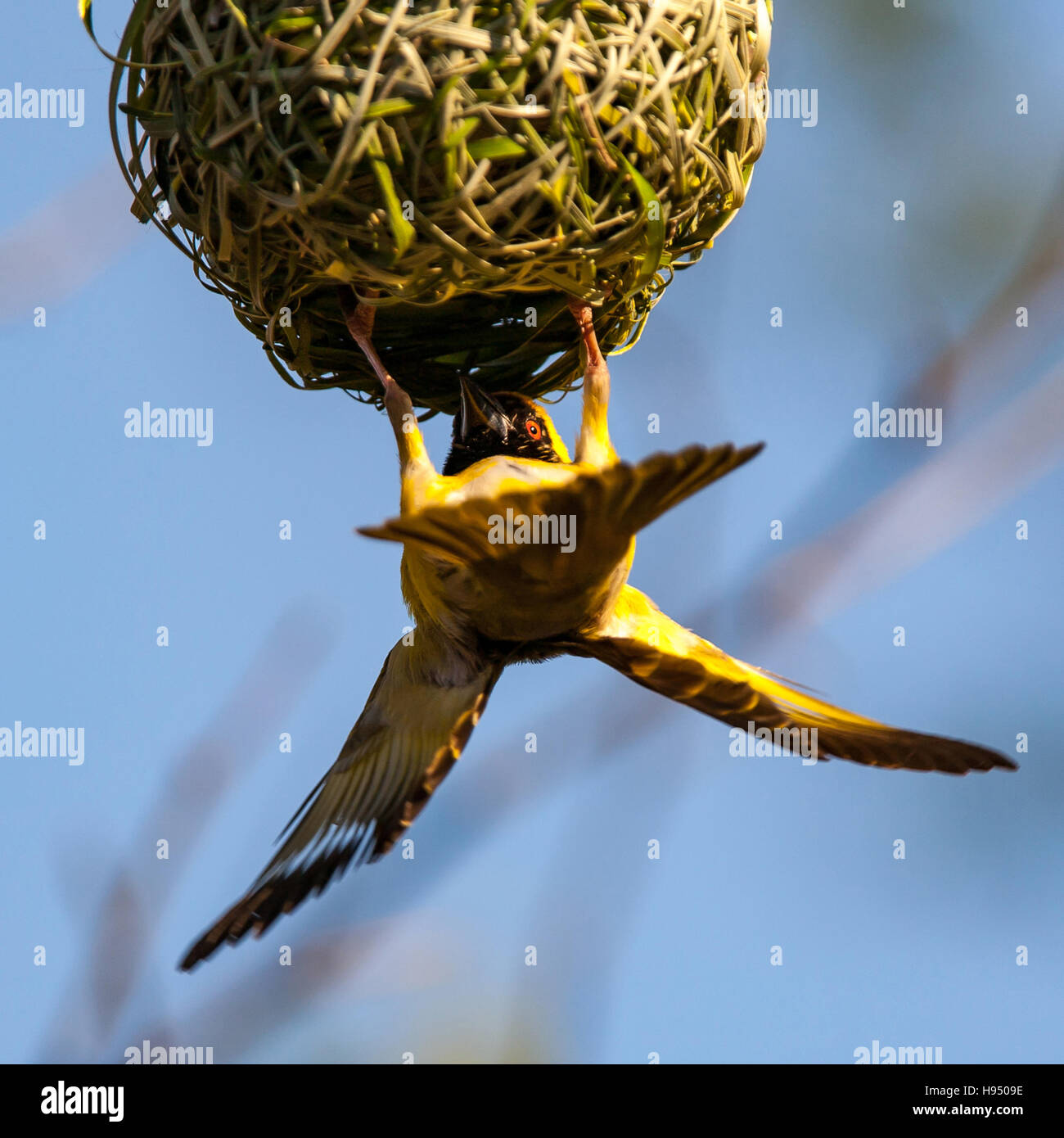 Weaver Bird building a nest Stock Photo Alamy