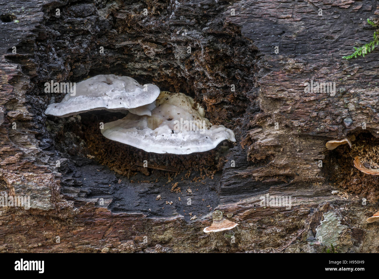 Polypore sur souche d'arbre en forêt en automne Stock Photo